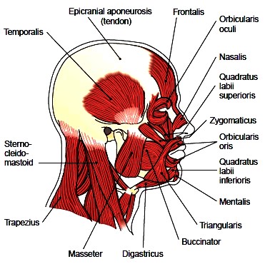 Skeletal Muscle Groups. Muscles of the Head. Muscles of the Neck